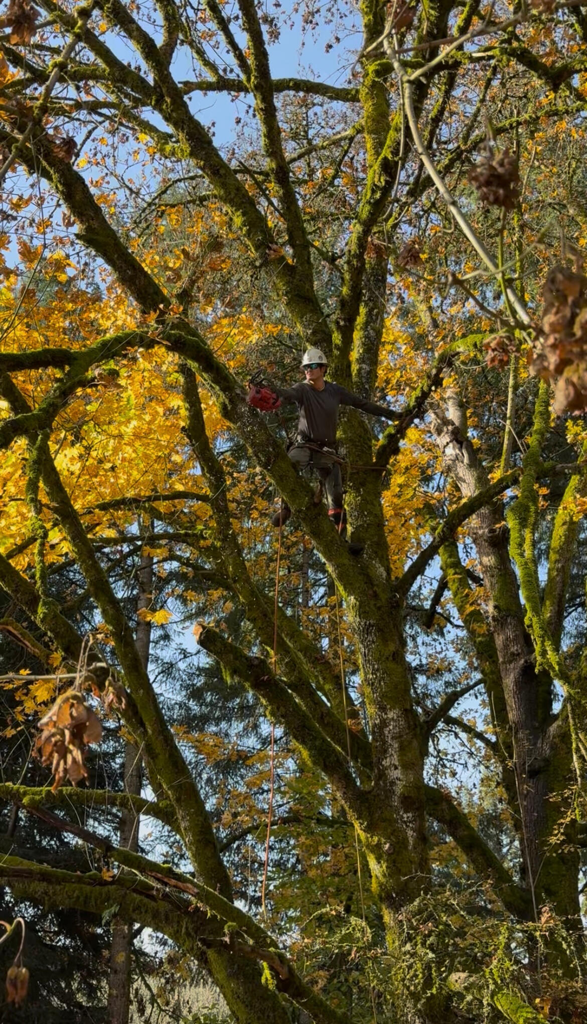 * Complete tree removal * Tree climbing and limbing *Tree felling *Firewood cutting * Hazardous branch removal * Creating defensible space - Reduce wildfire risk by clearing hazardous trees and brush to open up safe, defensible zones around your prope