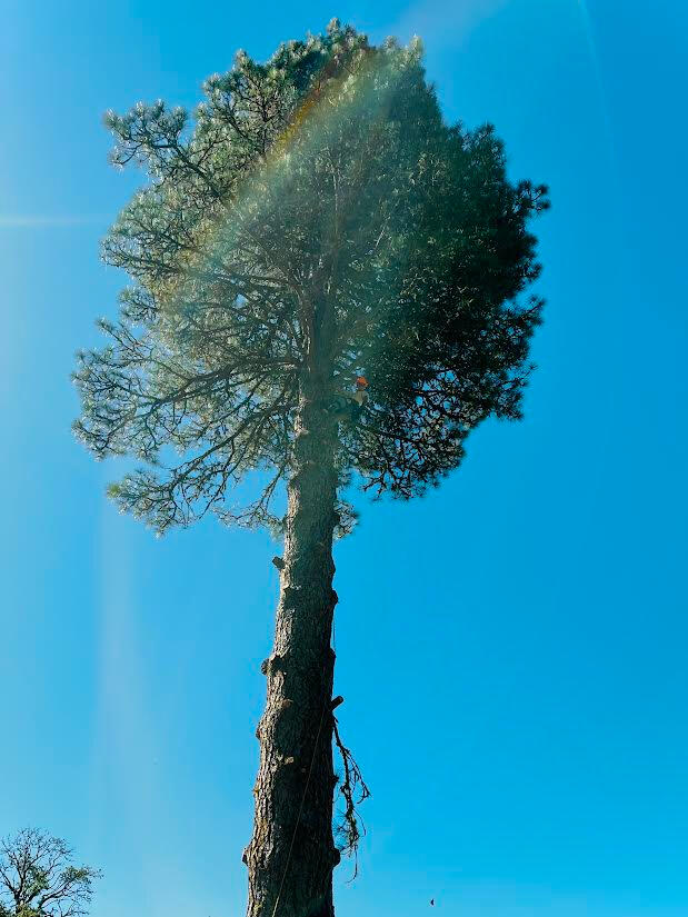 Tree removal in Yacolt, WA